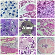 BEBANG 30 Microscope Slides with Specimens for Kids, Prepared Microscope Slides for Kids Microbiology, Glass Slides for Microscope, Biology Gifts for Adults Kids