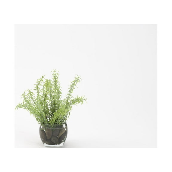 D&W Silks Frosted Sprengeri in Glass Cube