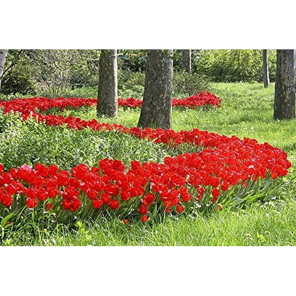 Daylily Nursery Tulip Red Oxford Plant Bulbs - (50 Count)