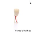 thumbnail image 1 of Modelo de diente para enseñanza Oral Dental resina dientes resina endodoncia Dental modelo de diente con canal de raíz de color y práctica de pulpa Gao Jinjia LED, 1 of 2