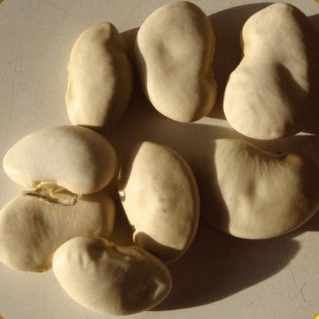 Everwilde Farms - 40 King of the Garden Lima Pole Bean Seeds - Gold Vault Jumbo Bulk Seed