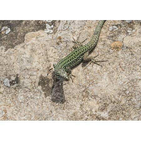 Seven Color Lizard Lights Framed Art for Your Wall Emerald Lizard Nature Green Ibiza Color Lizard 10x13 Frame ()