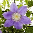 thumbnail image 2 of Expert Gardener 1.5G Purple Clematis Live Plant Grower Pot Sun, 2 of 4