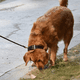 thumbnail image 4 of Correa de repuesto para collar de perro impermeable para mascotas para collar de choque y cerca Collar de perro inodoro fácil de limpiar MFZFUKR CPB-US-YY100-6, 4 of 5