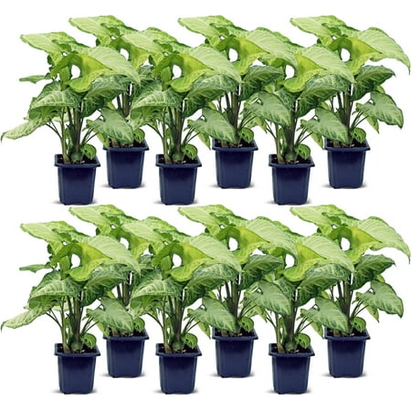 12 Pack Syngonium White Butterfly Live Plant Bundle, 3 Inch Pots, Arrowhead Houseplant, Variegated Indoor Foliage Plant