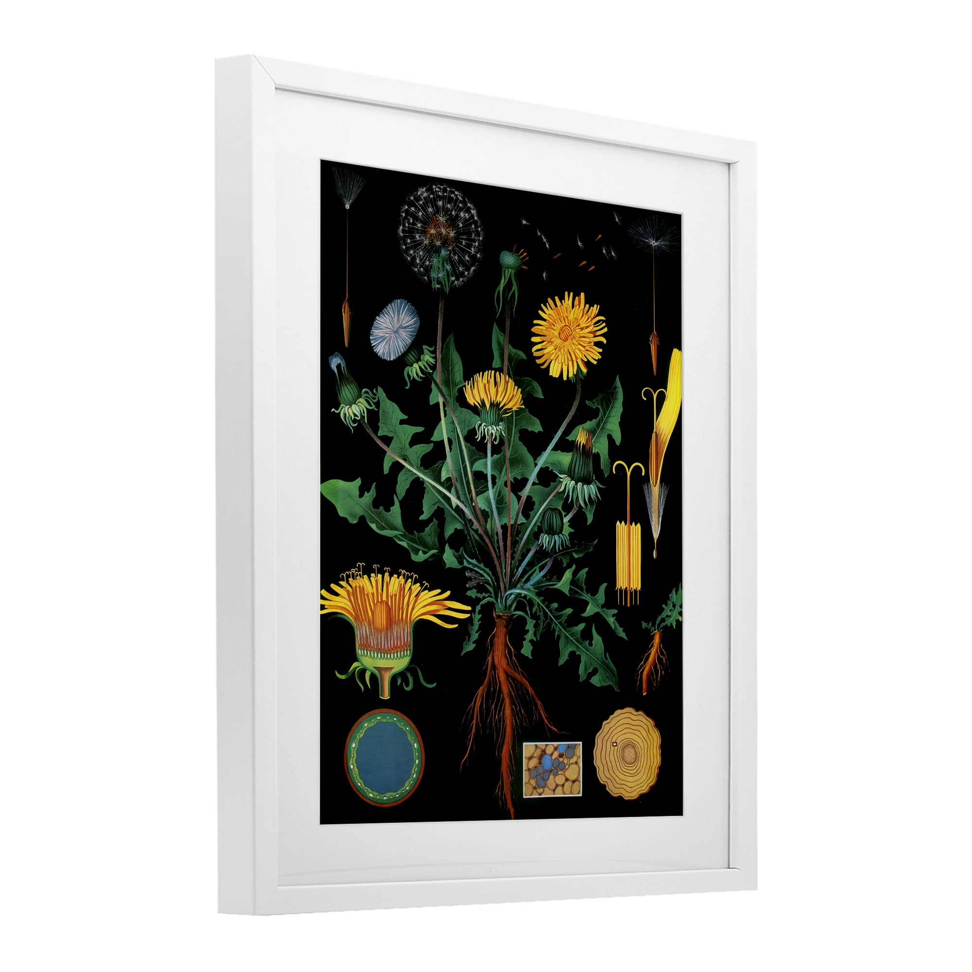 Stupell Industries Dandelion Botanical Illustration White Framed Print Under Glass, design by Vintage Hustle