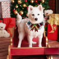 thumbnail image 3 of Holiday Festive Pet Neck Scarf Dress Up Accessory for Cats and Dogs with Adjustable Secure Fit, 3 of 5