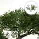 thumbnail image 5 of Árbol Bonsái Artificial Briful Junípero con Maceta de Cerámica 23 cm, 5 of 7