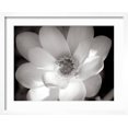 thumbnail image 2 of Art.com Lotus Flower V Photo by Debra Van Swearingen, White Frame Wall Art, 21" x 17", 2 of 5