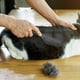 thumbnail image 4 of Peine de doble cara Dualoai para perros | Cepillo de acero inoxidable para el cuidado de mascotas, gatos y perros | Peine desenredante para pelaje largo y corto | Elimina el pelo suelto y la caspa |, 4 of 5