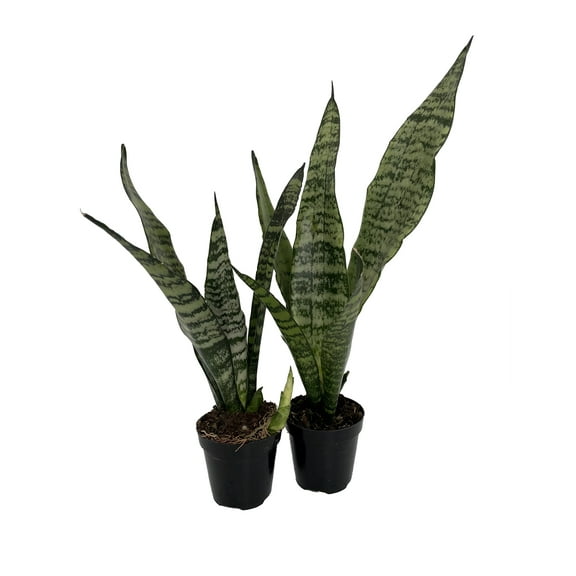 Zeylanica Snake Plant - 2 Pack 2" Pots - Sansevieria