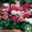 Other, variant on Maverick F1 Series Geranium Flower Garden Seeds - Quicksilver - 100 Seeds - Annual Flower Gardening Seed - Pelargonium x hortorum