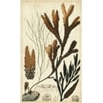 thumbnail image 2 of Turpin 16x24 White Modern Wood Framed Museum Art Print Titled - Turpin Seaweed I, 2 of 4