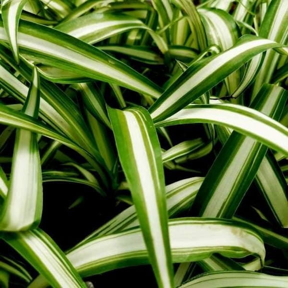 Variegated Spider Plant Starter - Easy-Care Houseplant in Small Pot, Bright Indirect Light, Hardy Zones 9-11