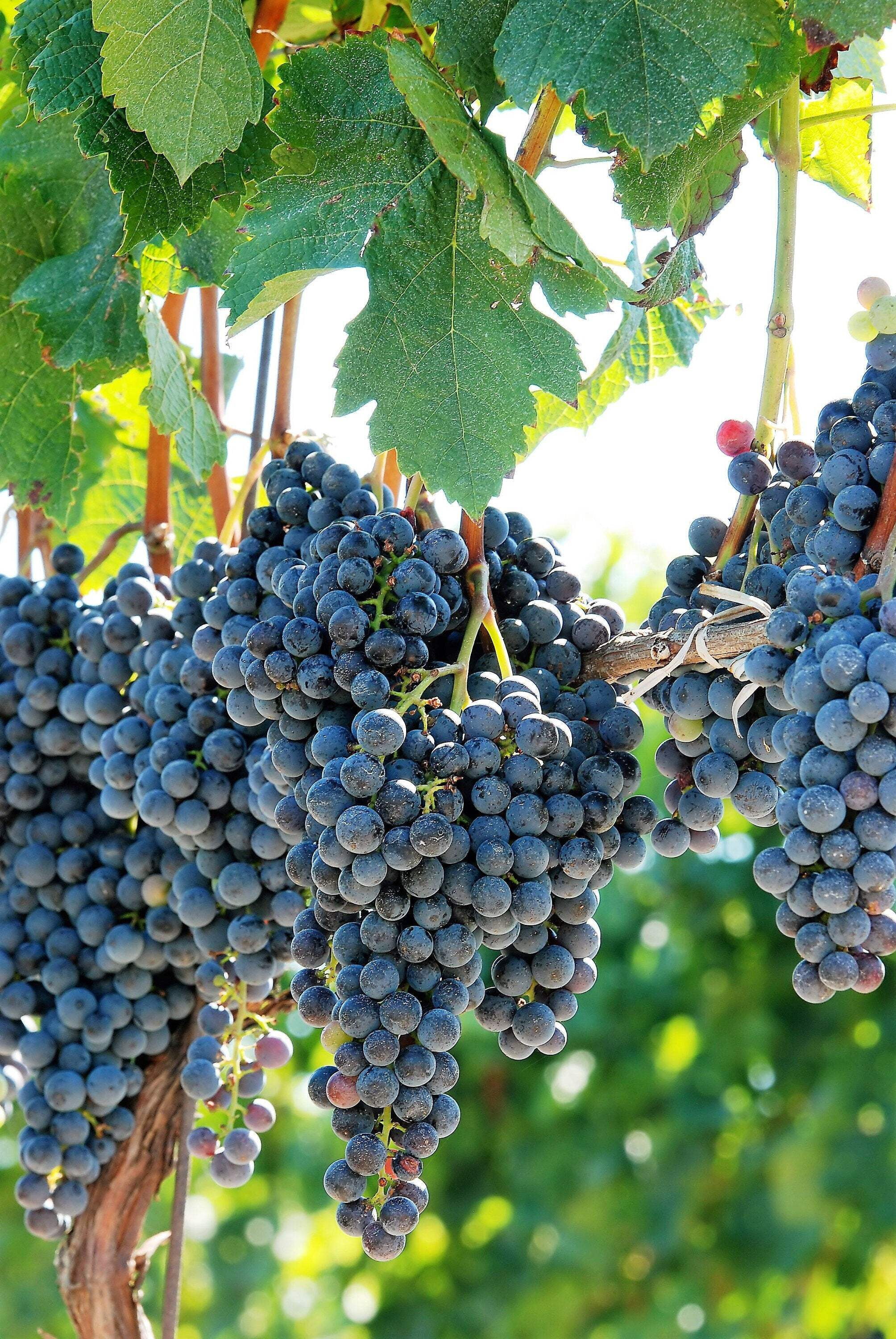 Grape SEED 1〜26 / 12〜26 Grape SEED 1〜26 / 12〜26 Grape Z Weed Strain Information | Leafly