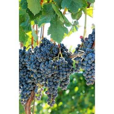10 * Seeds Purple CONCORD GRAPE Fruit Vine Vitis Labrusca White Flower Seeds