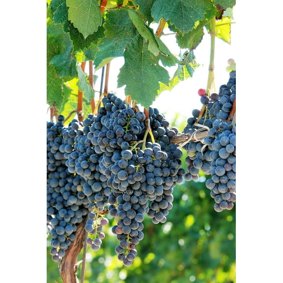 10 * Seeds Purple CONCORD GRAPE Fruit Vine Vitis Labrusca White Flower Seeds