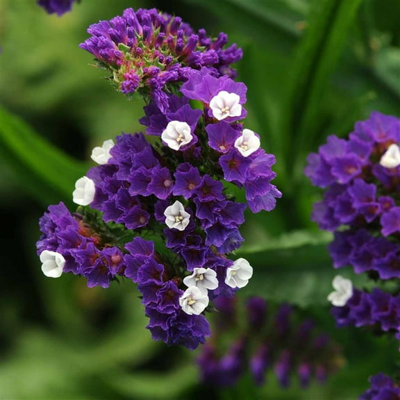 Statice QIS Series Flower Dark Blue ~50 Seeds – Limonium sinuatum for Cut & Dried Flowers – Mixed Colors – Annual for Bouquets, Crafts & Gardens – 24-36" Tall – Heirloom, Non-GMO
