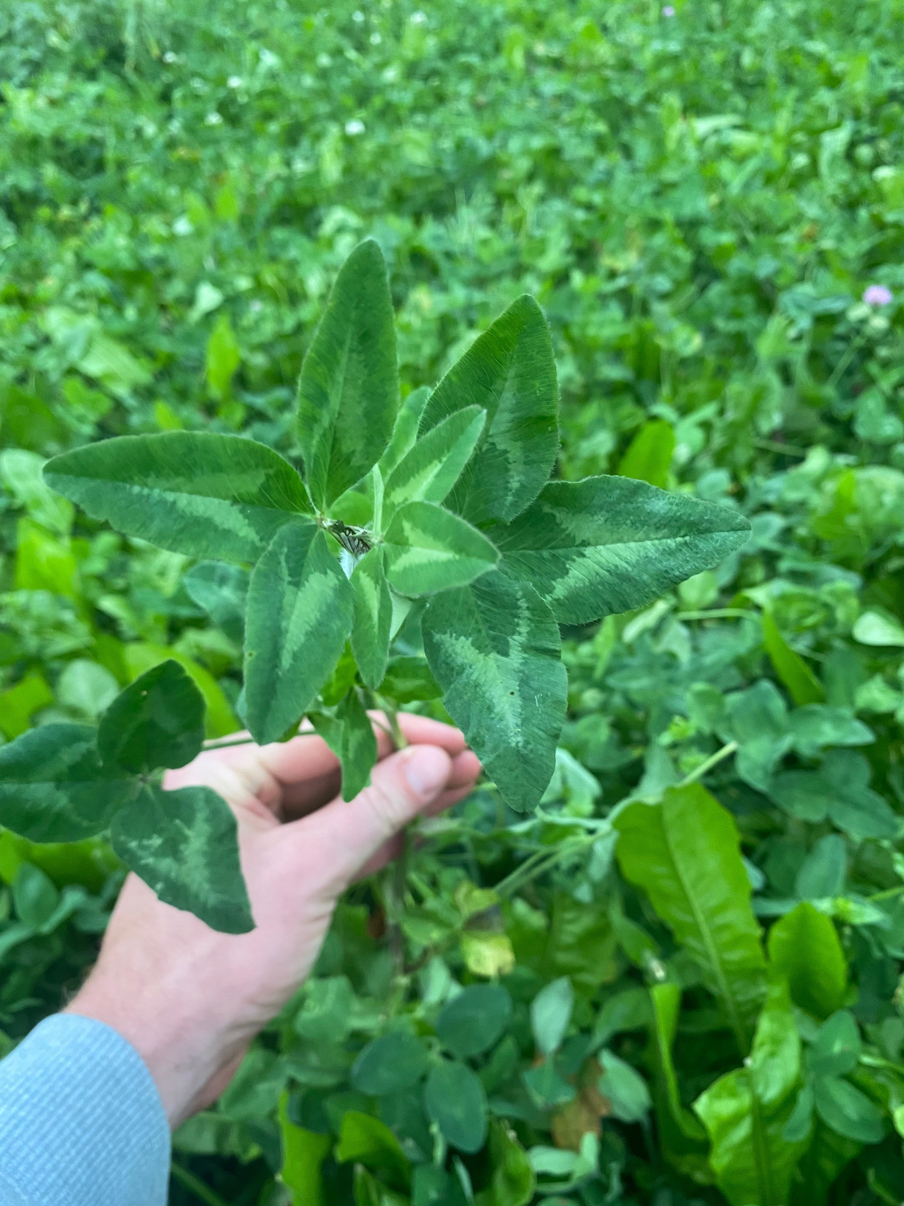 Hale Habitat & Seed Alfalfa Food Plot Seed, 5 lbs