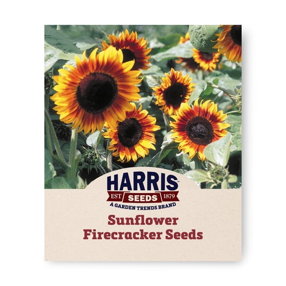 Harris Seeds Sunflower Firecracker F1, Semi-Dwarf Red and Gold Bicolor, Pollen-Free, 50 Count