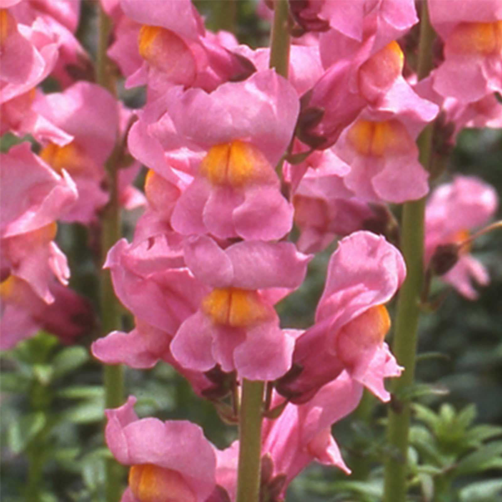 Snapdragon Flower Seeds Rocket Series F1 1000 Seeds Rose Blooms Annual Flower Garden