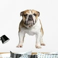 thumbnail image 1 of English Bulldog 3 Years Wall Decal by Wallmonkeys Peel and Stick Graphic (36 in H x 27 in W) WM230296, 1 of 4