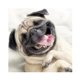 thumbnail image 1 of Cuadros Decorativos Kit de pintura de diamante 5D DIY perro cuadro de mosaico de taladro cuadrado completo (FZ344) DQrwqpou Nuevos Originales, 1 of 6