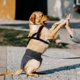 thumbnail image 3 of Lot de 3 Couches Lavables Réutilisables pour Chien, Pantalon Physiologique pour Chien Très Absorbant, 3 of 9
