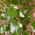 thumbnail image 5 of 2 Pcs Green Swedish Ivy Full Rooted Live Plant in Pot, Trailing Swedish Ivy for Gardening, 5 of 5