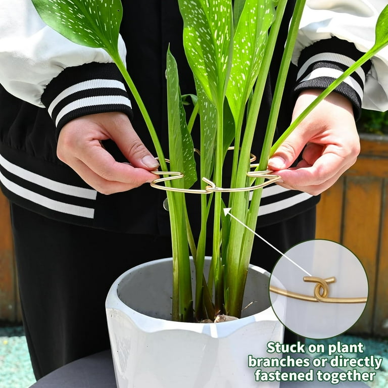 golden violin philodendron Philodendron Bipennifolium Aurea - Golden Violin | Uprooted