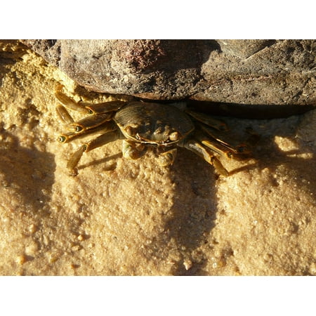 Stone Crab - LAMINATED POSTER Stone Red Sea Sand Egypt Crab Poster Print 24 x 36