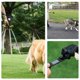 thumbnail image 4 of Methold Dispensador de Bolsas para Excremento de Perro, 1 Pieza Portátil de Tela Oxford Soporte para Bolsas de Desechos de Excremento de Perro Suministros para perros, 4 of 6