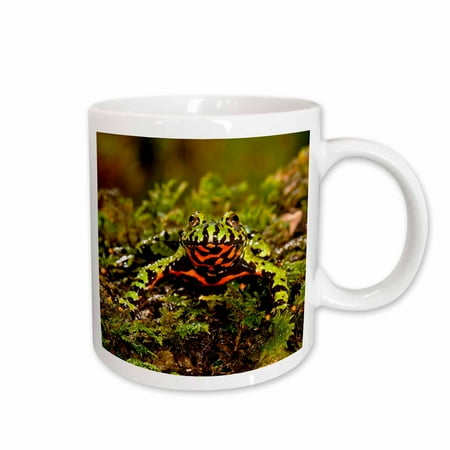 

3dRose Fire Belly Toad Native to Korea and NE China - NA02 DNO0821 - David Northcott Ceramic Mug 15-ounce