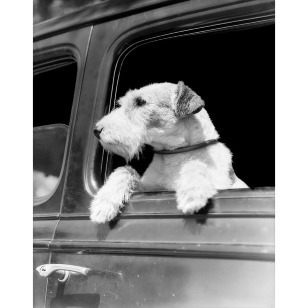 Wire haired hotsell fox terrier gifts