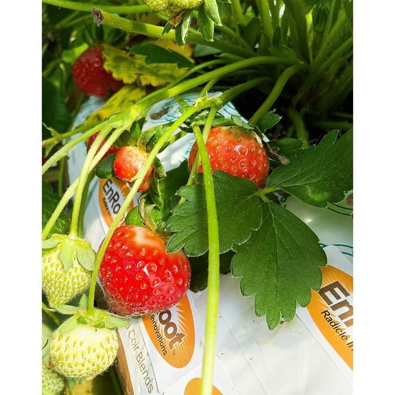 Strawberry Evie-2 Bare Root Plants 25 Count - Ever Bearing - Non-GMO - Day Neutral Longer Fruit yielding Season - Bareroots Wrapped in Coir - HetayC by ENROOT