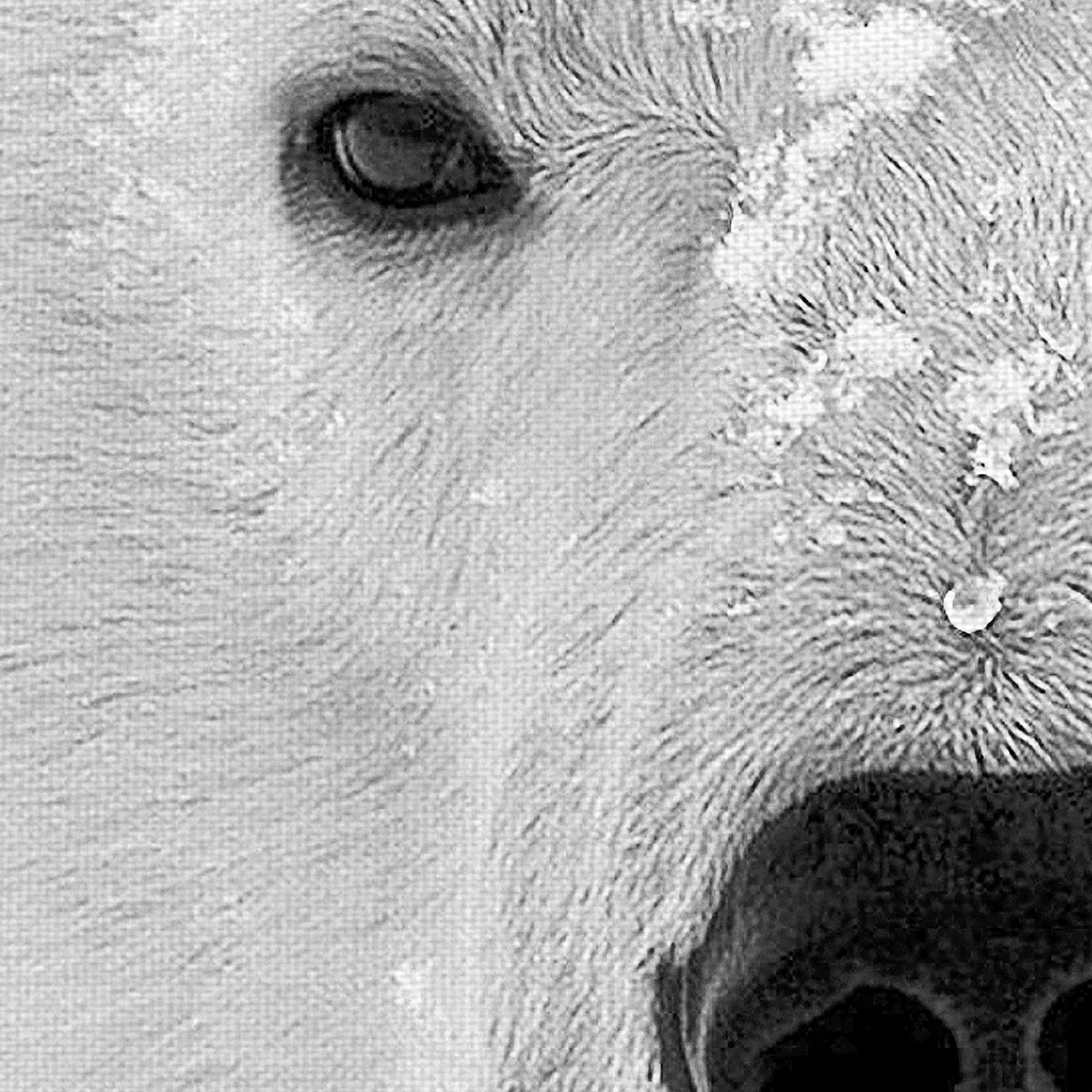 Masterpiece Art Gallery Polar Bear by PhotoINC Studio Canvas Art Print 35" x 35"