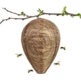 thumbnail image 4 of 4 st Getingfällor Giftfritt Lockbete av Papper, Avskräckande för Bin - Getingbo Beige, 4 of 5