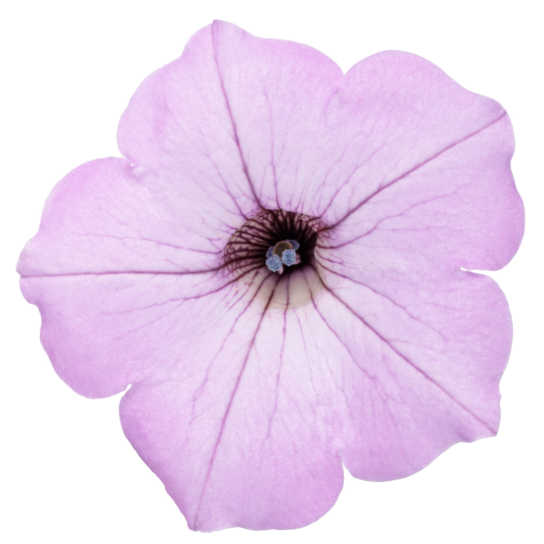 Proven Winners 4" Pink Supertunia Vista Cool Jazz Petunia Live Plant in 4.25" Pot (4 Count)