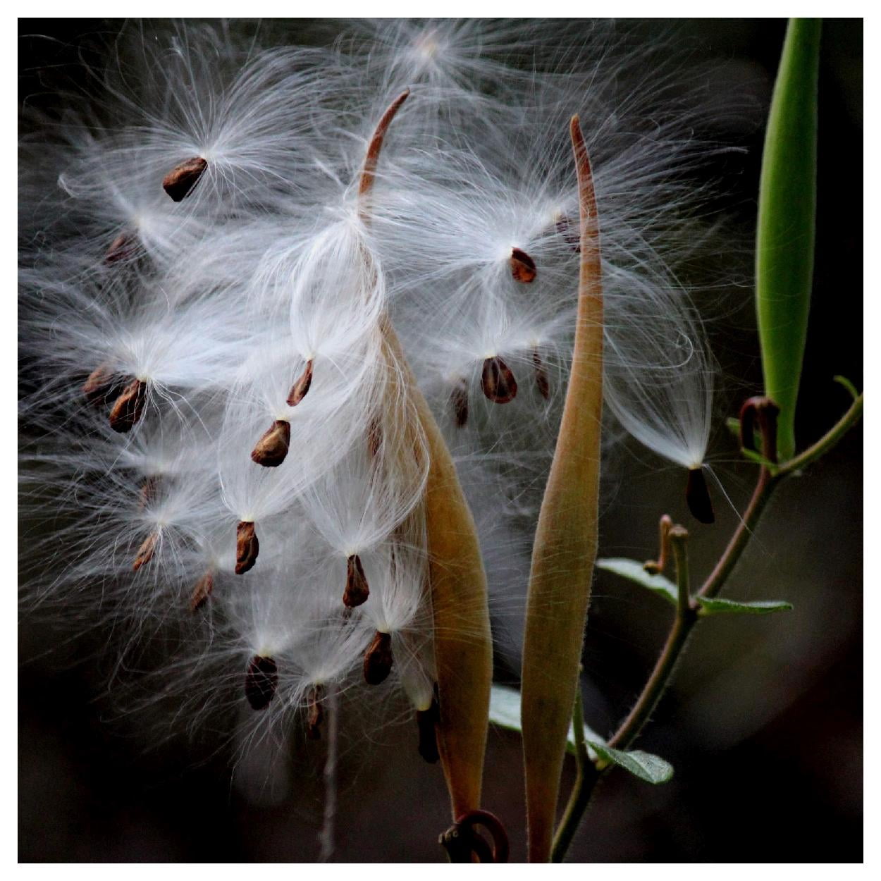 Everwilde Farms - 1/4 lb Swamp Milkweed Native Wildflower Seeds - Gold Vault Bulk Seed Packet
