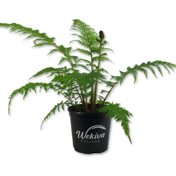 Australian Tree Fern - Live Plant in a 6 Inch Growers Pot - Sphaeropteris Cooperi - Tropical Fern for The Home and Garden