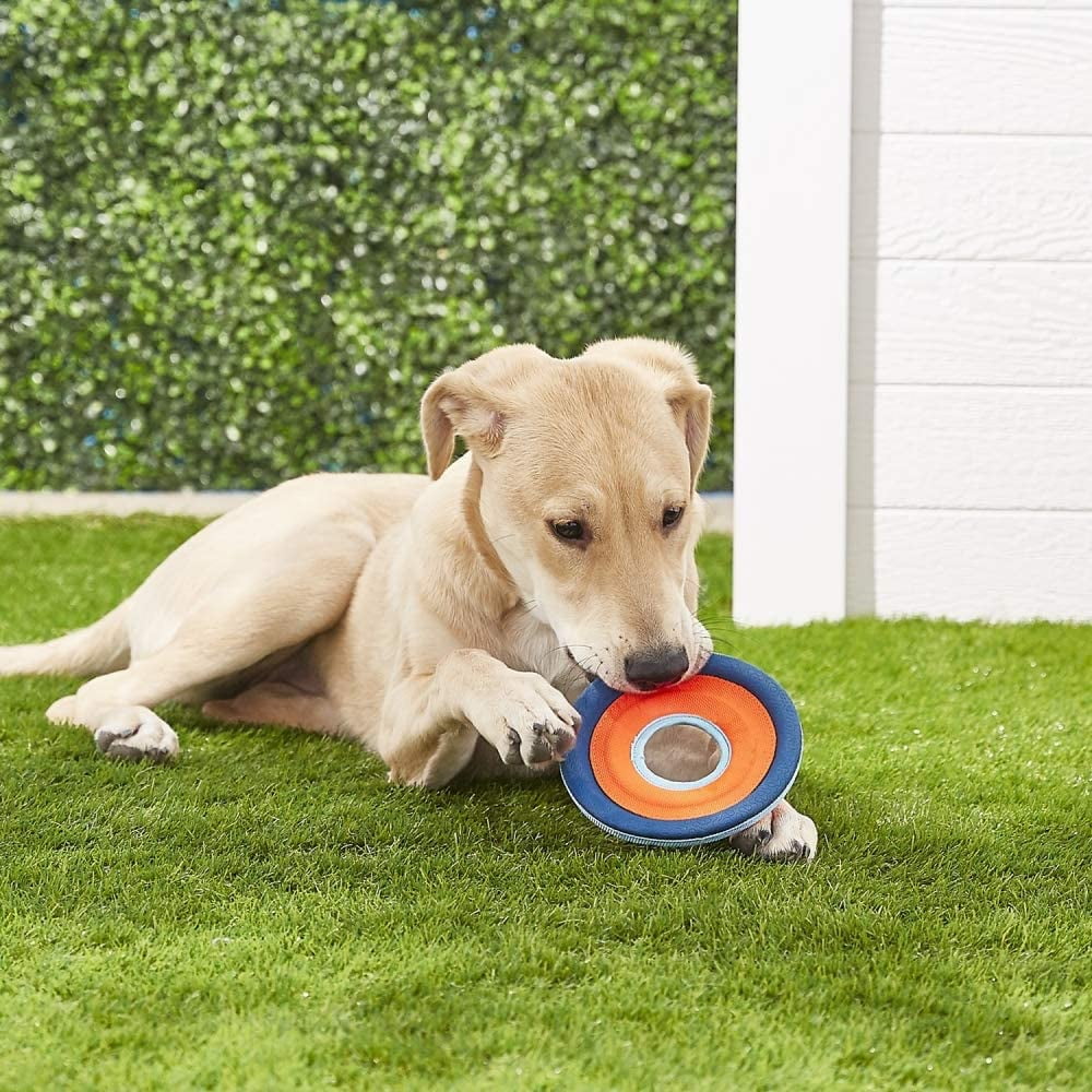 Chuckit Zipflight Amphibious Flying 6-Inch Ring Dog Fetch Toy Small - 2 Pack