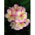 thumbnail image 2 of 5 Light Pink Yellow Plumeria Seeds Plants Flower Seed Perennial Flowers Garden Bloomn, 2 of 11