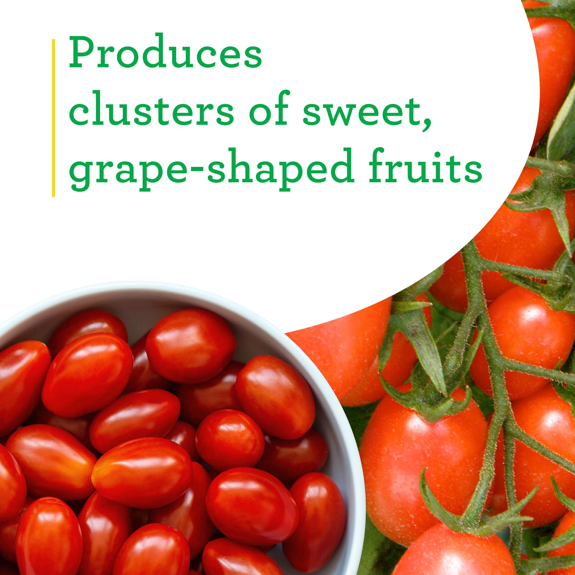 Bonnie Plants Grape (Tami G) Tomato 19.3 oz. 2-Pack