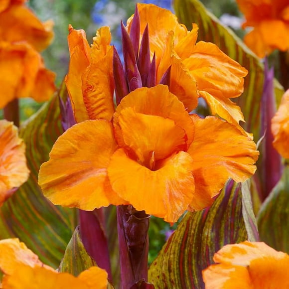 Flower Bulbs - Canna Indica Hybrid Durban (3 Bulbs)