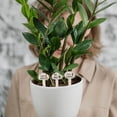 thumbnail image 4 of IBASETOY 15Pcs Cute Garden Markers Wooden Plant Labels with Funny Patterns for Gardens, 4 of 8
