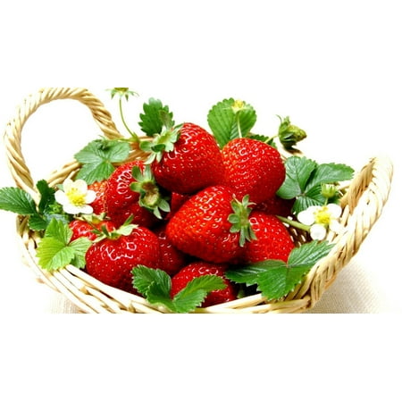 Bare Root Seedling - Everbearing Ozark Beauty Strawberry Plants 20 Bare Root Plants - TOP PRODUCER