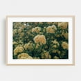 thumbnail image 2 of LADY BANKS CLIMBING ROSE - Photography Flowers Botanical Floral Nature Scenic Summer Garden Unframed Wall Art Print 40 x 60 inches, 2 of 7
