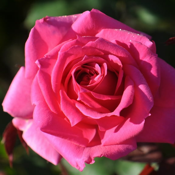Heirloom Roses Pink Rose Plant - Own-Root One Gallon Country Dancer Hardy Rose