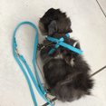 thumbnail image 2 of maskred Pet Bird Outdoor Flying Anti-bite Nylon Adjustable Training Walking Leash Rope blue, 2 of 8