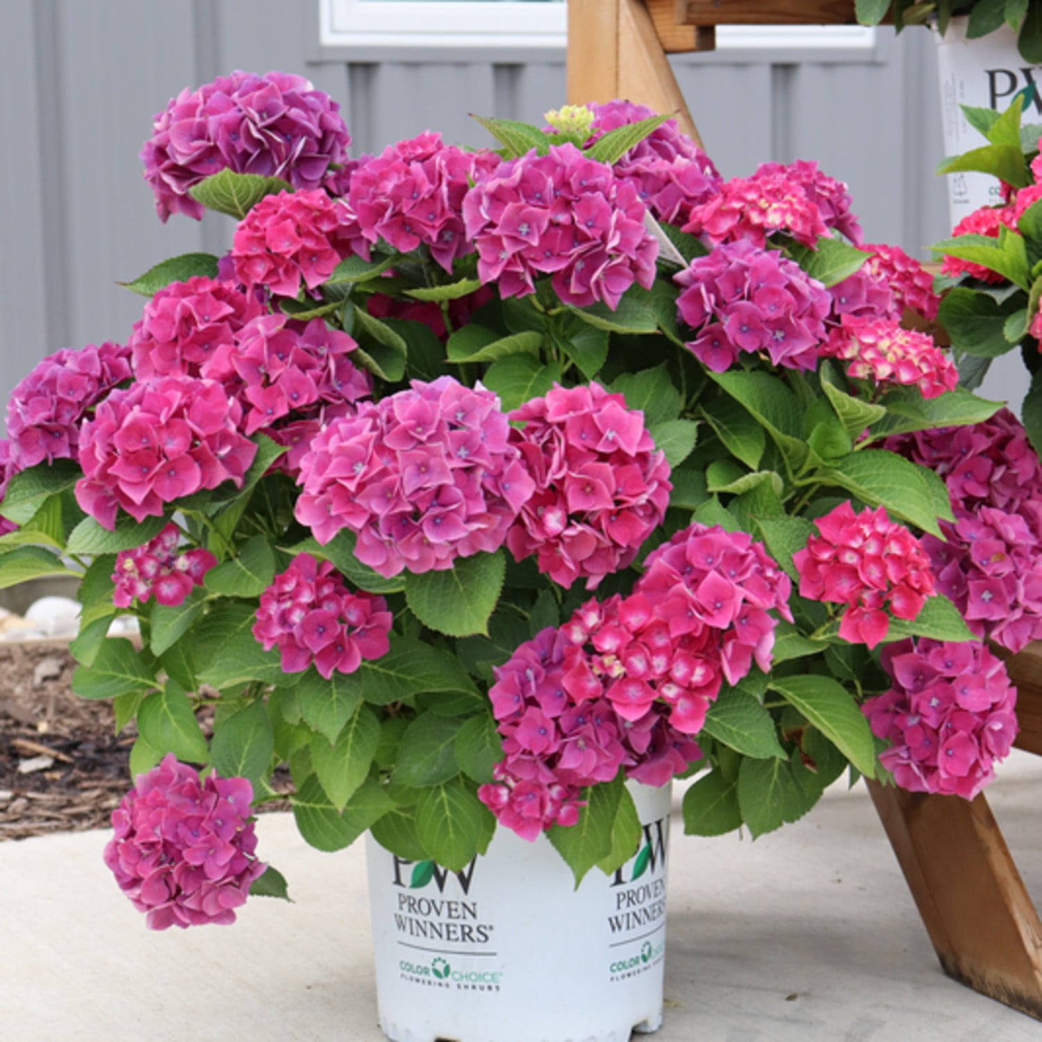 Proven Winners ColorChoice 6" Multicolor Wee Bit Grumpy Bigleaf Hydrangea Live Plant in 7.5" Pot